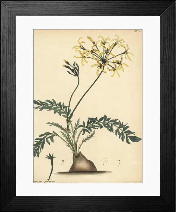 Framed Print : Pelargonium pinnatum Framed Print : Pelargonium pinnatum