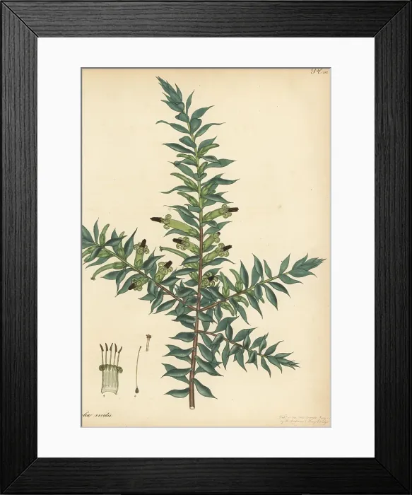 Framed Print : Green five corners, Styphelia viridis Framed Print : Green five corners, Styphelia viridis