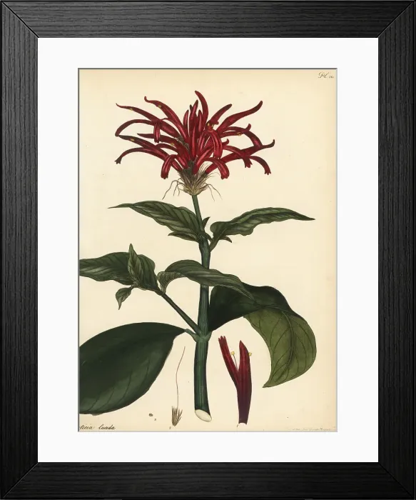 Framed Print : Water-willow, Rhacodiscus lucidus Framed Print : Water-willow, Rhacodiscus lucidus