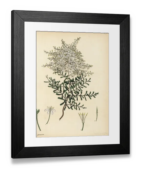 Framed Print : Bursaria spinosa Framed Print : Bursaria spinosa