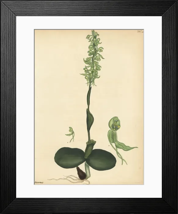 Framed Print : Satyrium bicorne orchid Framed Print : Satyrium bicorne orchid