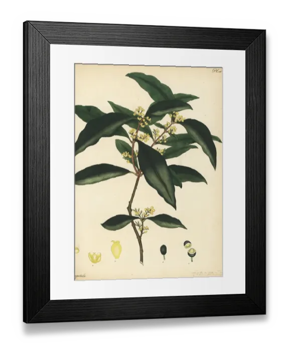 Framed Print : Large mock-olive, Notelaea longifolia Framed Print : Large mock-olive, Notelaea longifolia