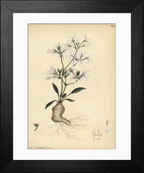 Framed Print : Pelargonium undulatum Framed Print : Pelargonium undulatum