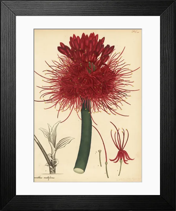 Framed Print : Blood lily, Scadoxus multiflorus Framed Print : Blood lily, Scadoxus multiflorus