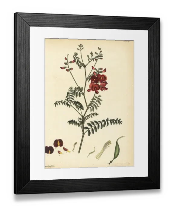 Framed Print : Smooth Darling pea, Swainsona galegifolia Framed Print : Smooth Darling pea, Swainsona galegifolia