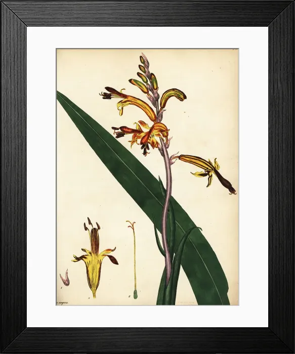 Framed Print : Cobra lily, Chasmanthe aethiopica Framed Print : Cobra lily, Chasmanthe aethiopica