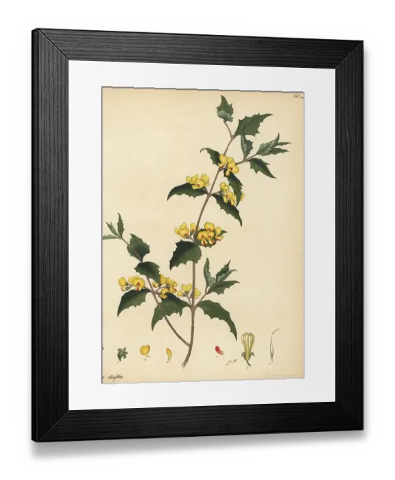 Framed Print : Prickly shaggy-pea, Oxylobium trilobatum Framed Print : Prickly shaggy-pea, Oxylobium trilobatum
