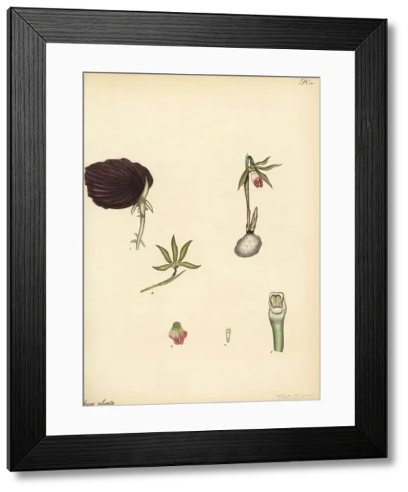 Framed Print : Shield orchid, Nervilia plicata Framed Print : Shield orchid, Nervilia plicata