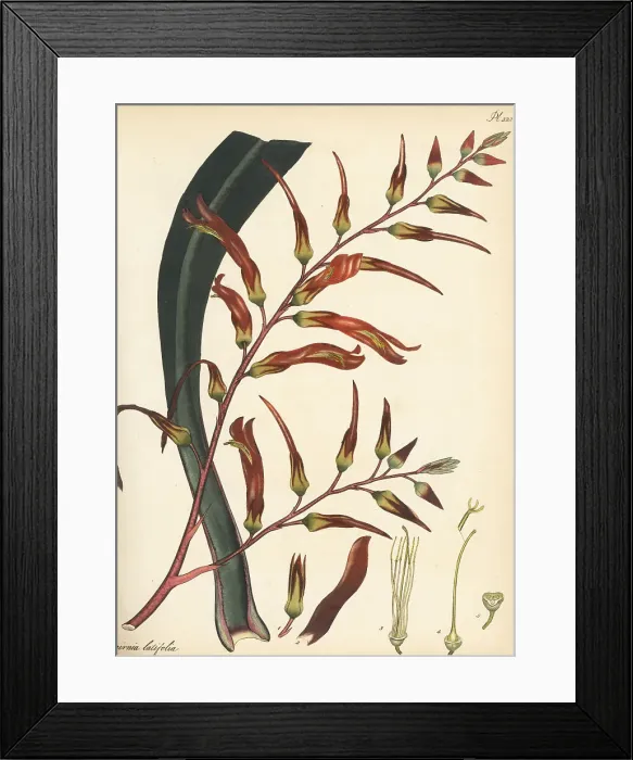 Framed Print : Pitcairnia bifrons Framed Print : Pitcairnia bifrons