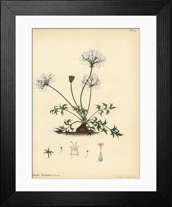 Framed Print : Pelargonium barbatum Framed Print : Pelargonium barbatum