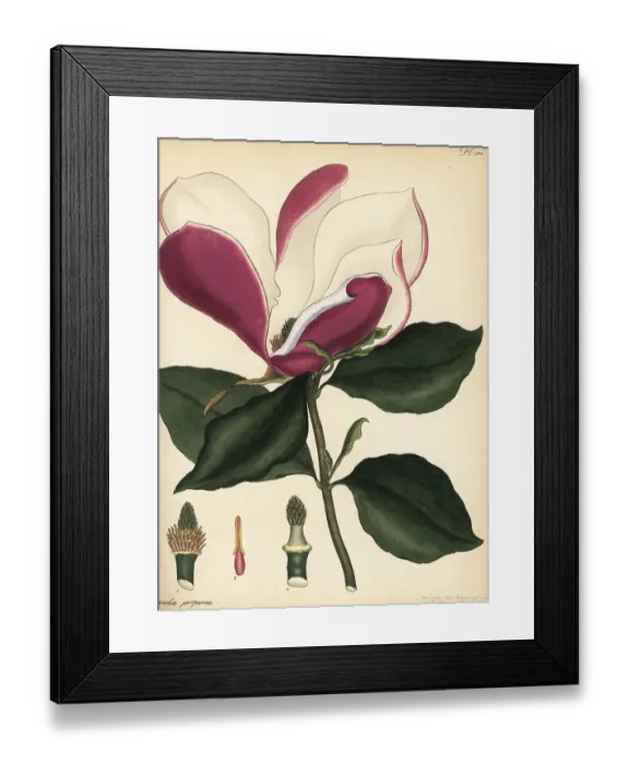 Framed Print : Mulan magnolia, Magnolia liliiflora Framed Print : Mulan magnolia, Magnolia liliiflora