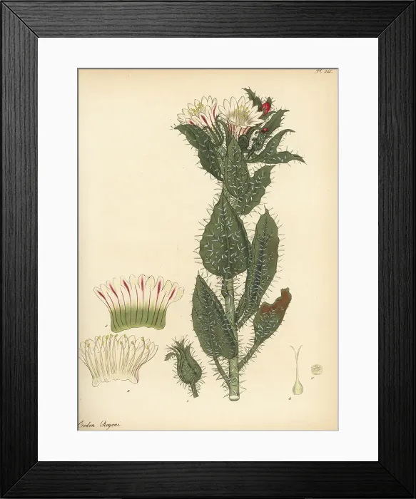 Framed Print : Honey bush or white nectarcup, Codon royenii Framed Print : Honey bush or white nectarcup, Codon royenii