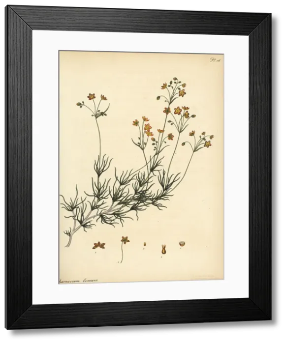 Framed Print : Linear-leaved pharnaceum, Pharnaceum lineare Framed Print : Linear-leaved pharnaceum, Pharnaceum lineare