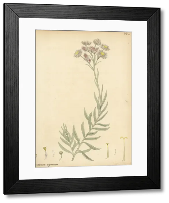 Framed Print : Chaff flower, Achyranthemum argenteum Framed Print : Chaff flower, Achyranthemum argenteum
