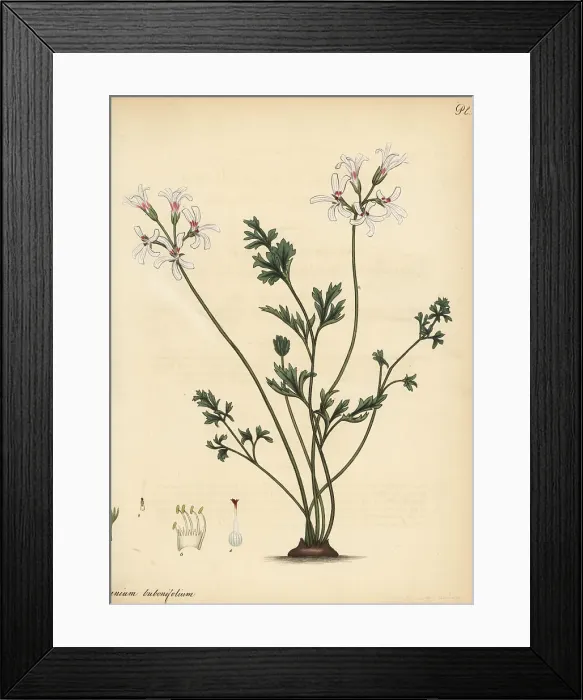 Framed Print : Pelargonium bubonifolium Framed Print : Pelargonium bubonifolium