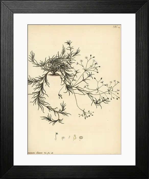 Framed Print : Linear-leaved pharnaceum, Pharnaceum lineare