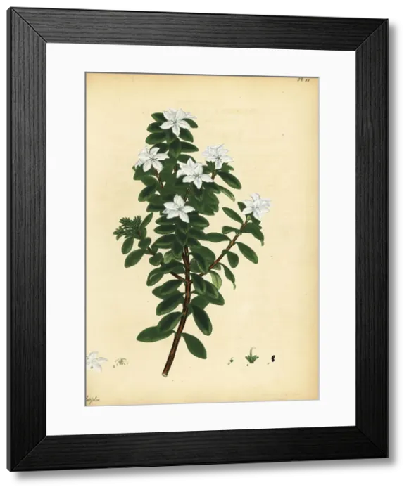 Framed Print : Oval leaf buchu, Agathosma crenulata Framed Print : Oval leaf buchu, Agathosma crenulata