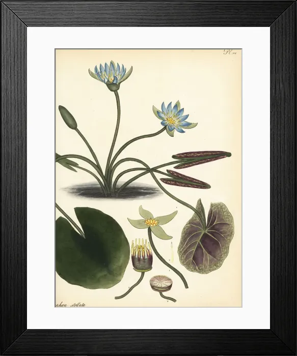 Framed Print : Blue lotus, Nymphaea nouchali var. nouchali Framed Print : Blue lotus, Nymphaea nouchali var. nouchali