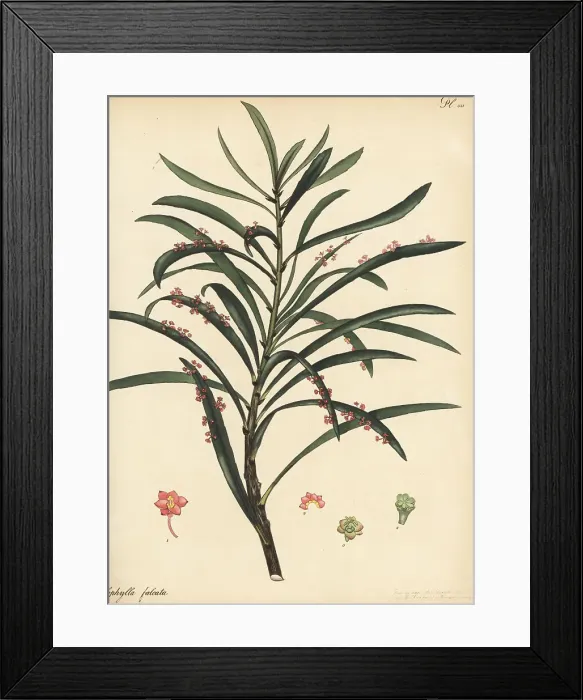 Framed Print : Phyllanthus epiphyllanthus subsp. epiphyllanthus Framed Print : Phyllanthus epiphyllanthus subsp. epiphyllanthus