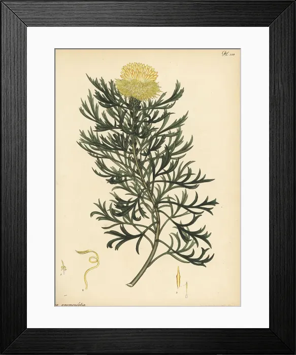 Framed Print : Broad-leaved drumsticks, Isopogon anemonifolius Framed Print : Broad-leaved drumsticks, Isopogon anemonifolius