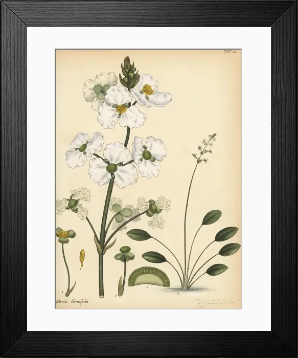 Framed Print : Bulltongue arrowhead, Sagittaria lancifolia Framed Print : Bulltongue arrowhead, Sagittaria lancifolia