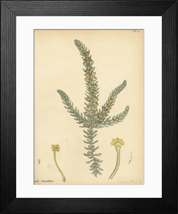 Framed Print : Downy-leaved struthiola, Struthiola tomentosa Framed Print : Downy-leaved struthiola, Struthiola tomentosa
