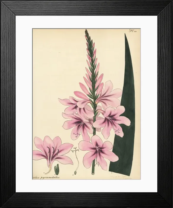 Framed Print : Cape bugle-lily, Watsonia borbonica subsp. borbonica Framed Print : Cape bugle-lily, Watsonia borbonica subsp. borbonica