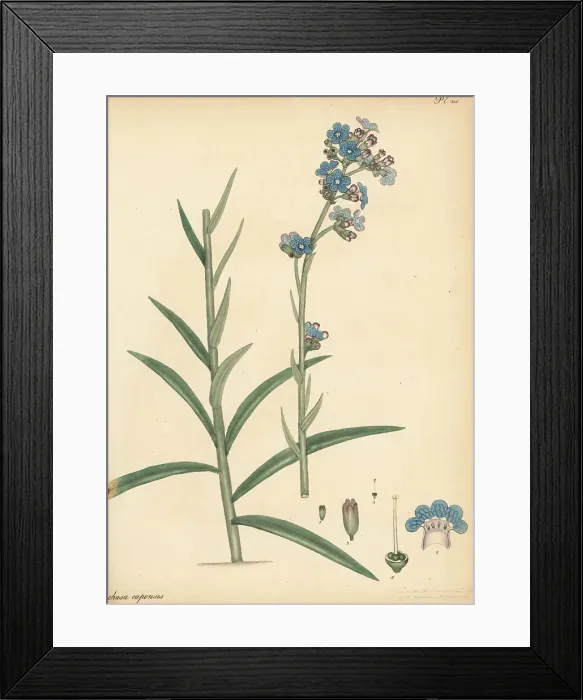 Framed Print : Cape alkanet, Anchusa capensis
