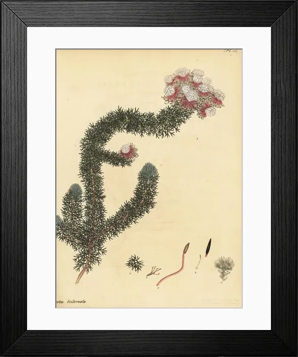 Framed Print : Tulbagh spiderhead, Serruria triternata Framed Print : Tulbagh spiderhead, Serruria triternata