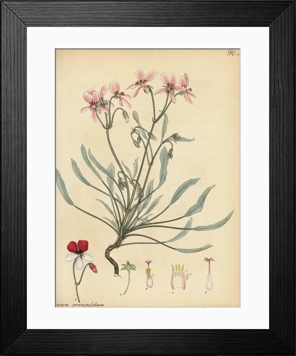 Framed Print : Pelargonium coronopifolium Framed Print : Pelargonium coronopifolium