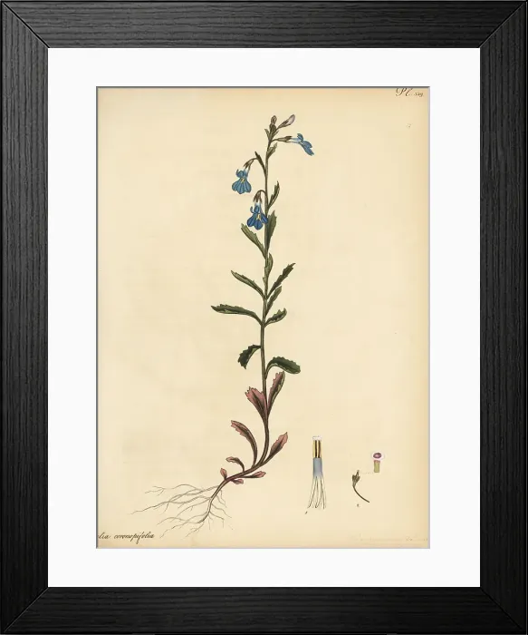Framed Print : Lobelia coronopifolia Framed Print : Lobelia coronopifolia