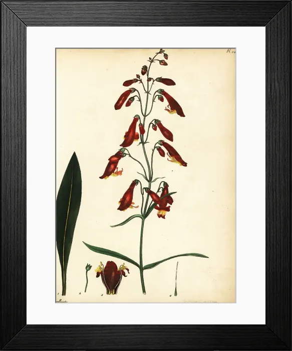 Framed Print : Ourisia ruellioides
