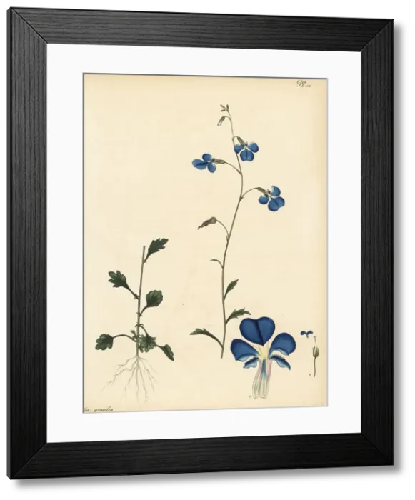 Framed Print : Trailing lobelia, Lobelia andrewsii Framed Print : Trailing lobelia, Lobelia andrewsii