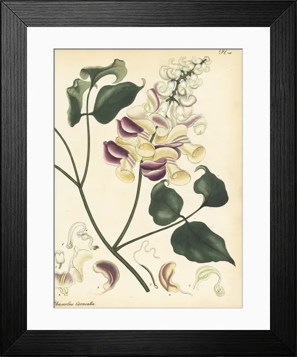 Framed Print : Corkscrew vine, Cochliasanthus caracalla Framed Print : Corkscrew vine, Cochliasanthus caracalla