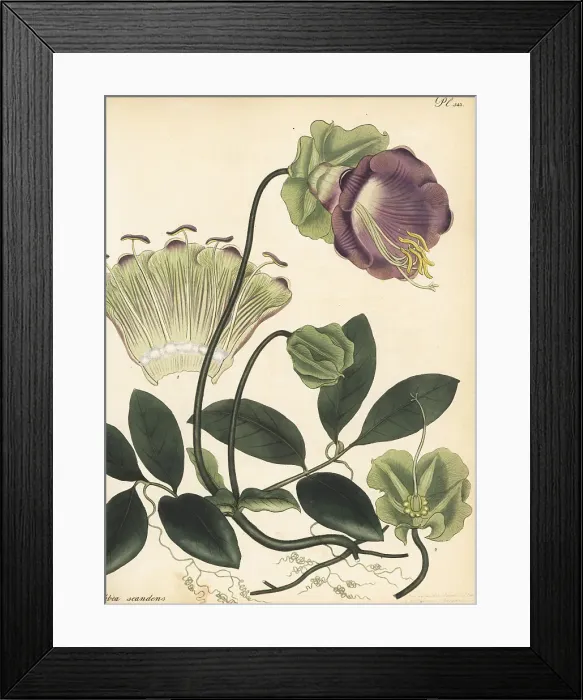 Framed Print : Cup-and-saucer vine, Cobaea scandens Framed Print : Cup-and-saucer vine, Cobaea scandens