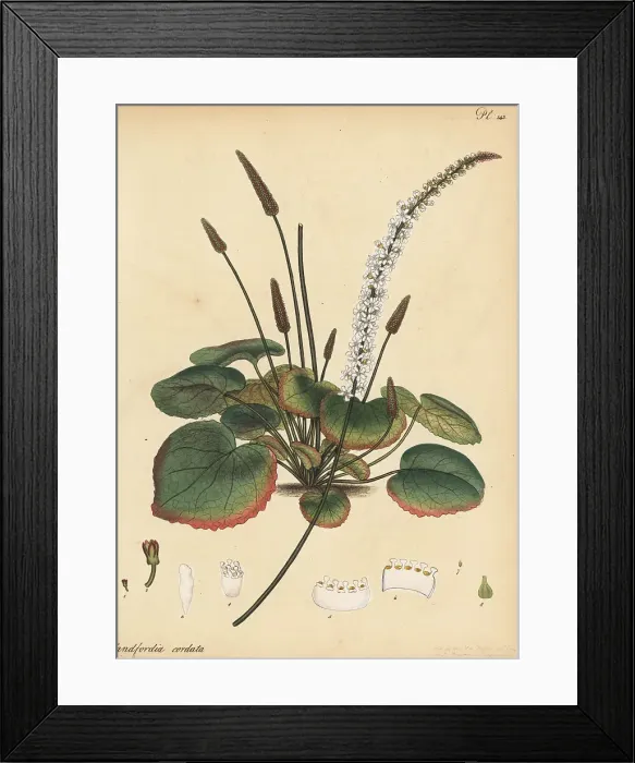 Framed Print : Wandplant, Galax aphylla Framed Print : Wandplant, Galax aphylla