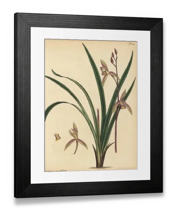 Framed Print : Four-season orchid, Cymbidium ensifolium Framed Print : Four-season orchid, Cymbidium ensifolium