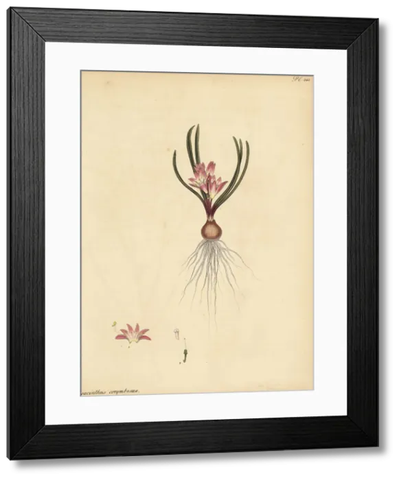 Framed Print : Corymbous Cape cowslip, Lachenalia corymbosa Framed Print : Corymbous Cape cowslip, Lachenalia corymbosa