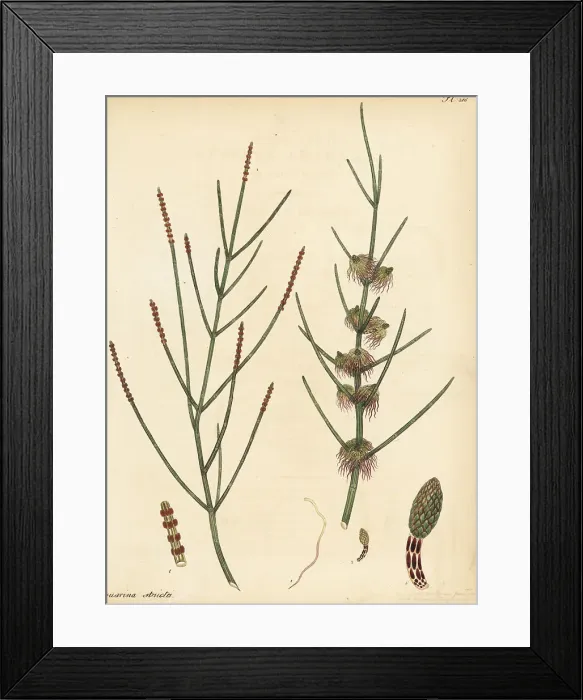 Framed Print : Drooping she-oak, Allocasuarina verticillata Framed Print : Drooping she-oak, Allocasuarina verticillata