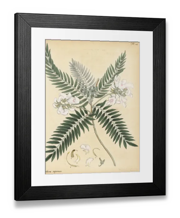 Framed Print : Cape lilac or keurboom, Virgilia oroboides Framed Print : Cape lilac or keurboom, Virgilia oroboides