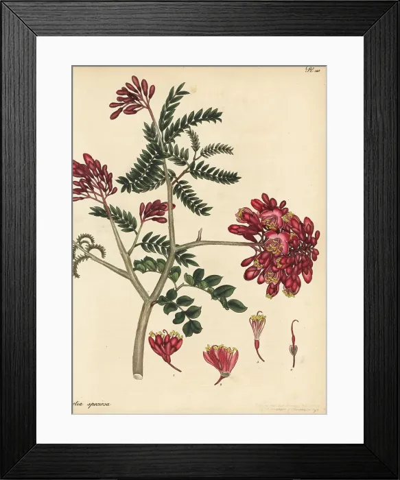 Framed Print : Schotia afra Framed Print : Schotia afra