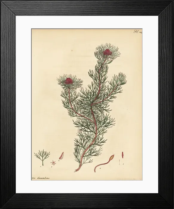 Framed Print : Spiderhead, Serruria nivenii Framed Print : Spiderhead, Serruria nivenii