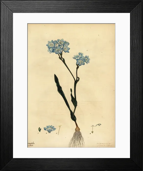 Framed Print : Bloucabong, Lapeirousia corymbosa Framed Print : Bloucabong, Lapeirousia corymbosa