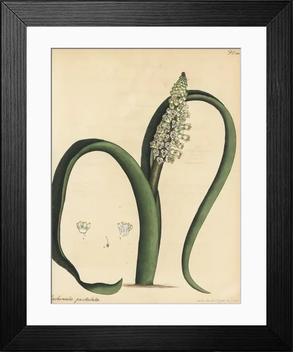 Framed Print : Cape cowslip, Lachenalia pallida Framed Print : Cape cowslip, Lachenalia pallida