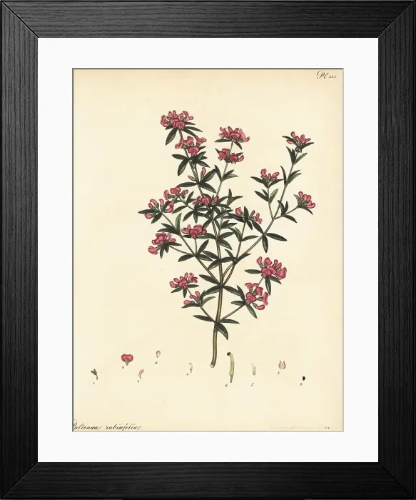Framed Print : Mirbelia rubiifolia Framed Print : Mirbelia rubiifolia