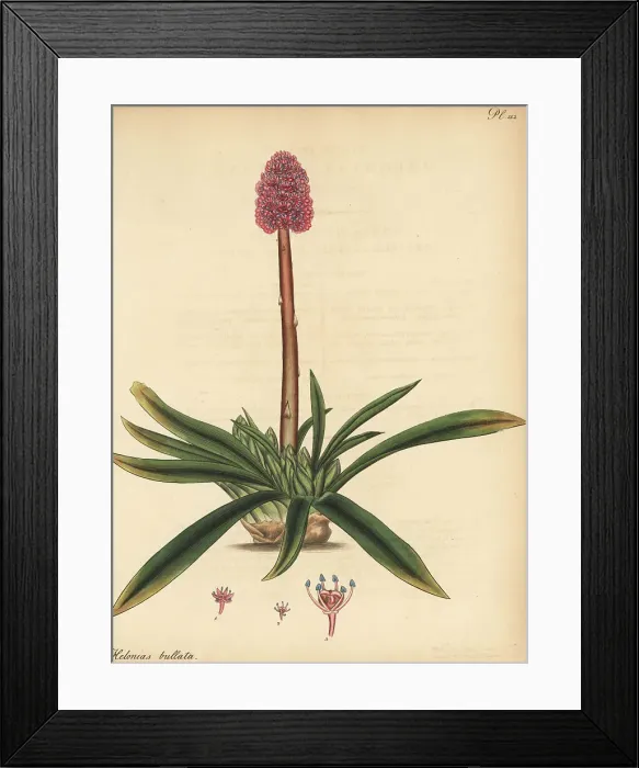 Framed Print : Swamp pink, or spear-leaved helonias, Helonias bullata Framed Print : Swamp pink, or spear-leaved helonias, Helonias bullata