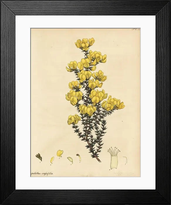 Framed Print : Cape gorse, Aspalathus crassifolius Framed Print : Cape gorse, Aspalathus crassifolius