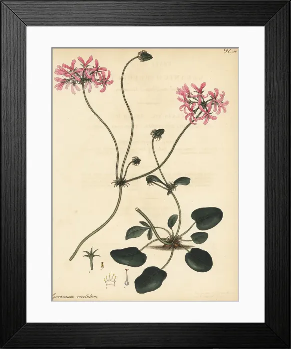 Framed Print : Pelargonium chelidonium Framed Print : Pelargonium chelidonium