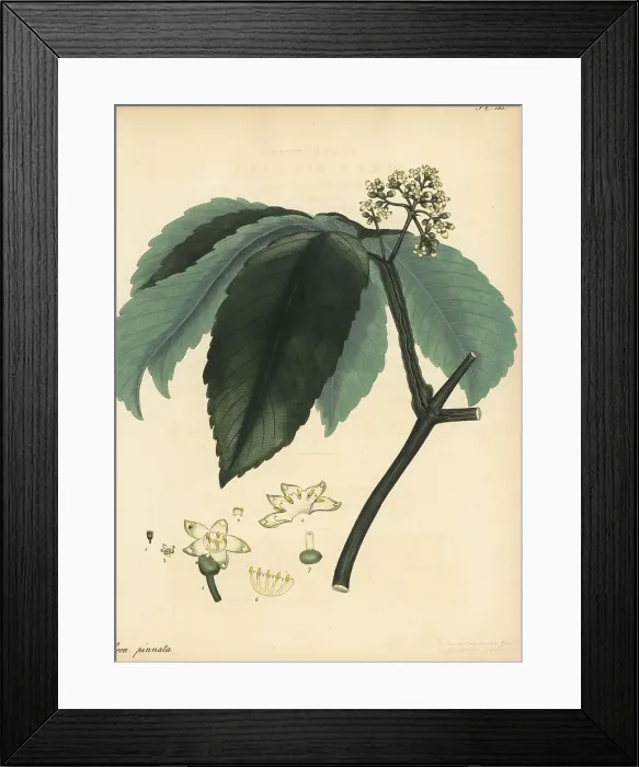 Framed Print : Leea asiatica Framed Print : Leea asiatica