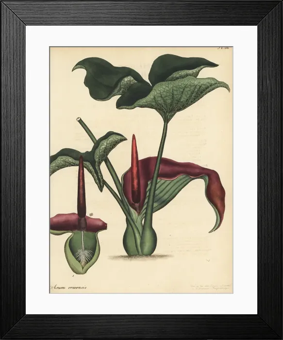 Framed Print : Typhonium trilobatum Framed Print : Typhonium trilobatum